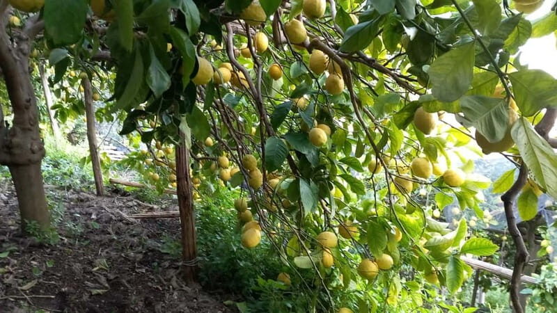 Maiori: Hiking Tour to A Lemon Farm with Lemon Tastings - Practical Details and Tips