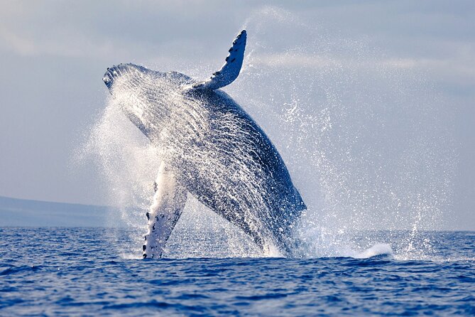 Majestic Giants Whale Watching in Mancora - About Your Stay