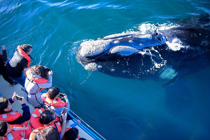 Majestic Giants Whale Watching in Mancora - Inclusions at a Glance