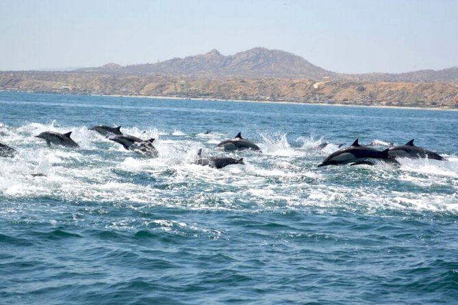 Majestic Giants Whale Watching in Mancora - Final Verdict On This Stay