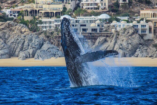 Majestic Whale Watching Tour in Cabo San Lucas - What to Expect from the Whale Watching Experience