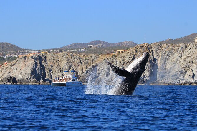 Majestic Whale Watching Tour in Cabo San Lucas - Why This Tour is Well Worth Considering