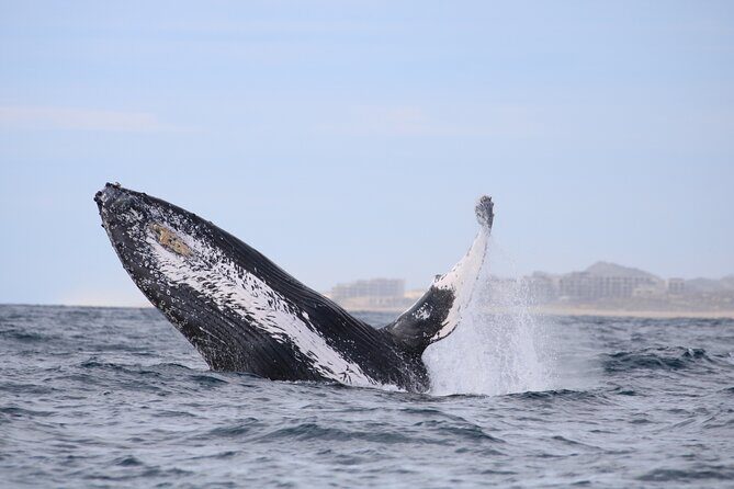 Majestic Whale Watching Tour in Cabo San Lucas - Who Should Book This Tour?