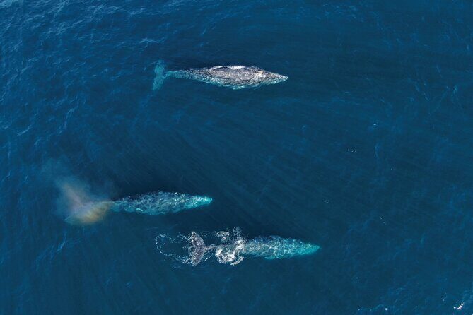 Majestic Whale Watching Tour in Cabo San Lucas - FAQ about the Cabo Whale Watching Tour