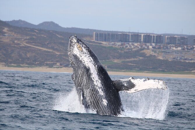Majestic Whale Watching Tour in Cabo San Lucas - In The Sum Up