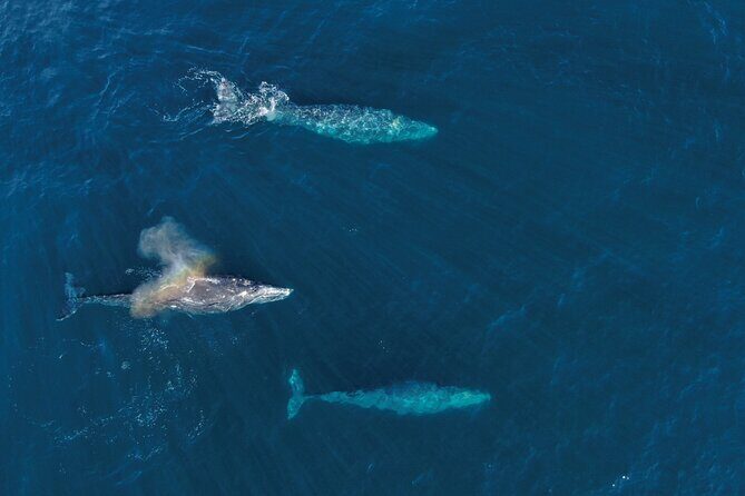 Majestic Whale Watching Tour in Cabo San Lucas - Additional Resources