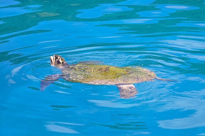 Major Tom -Sailing Day Cruise, with Snorkeling, Lunch & More! - FAQs