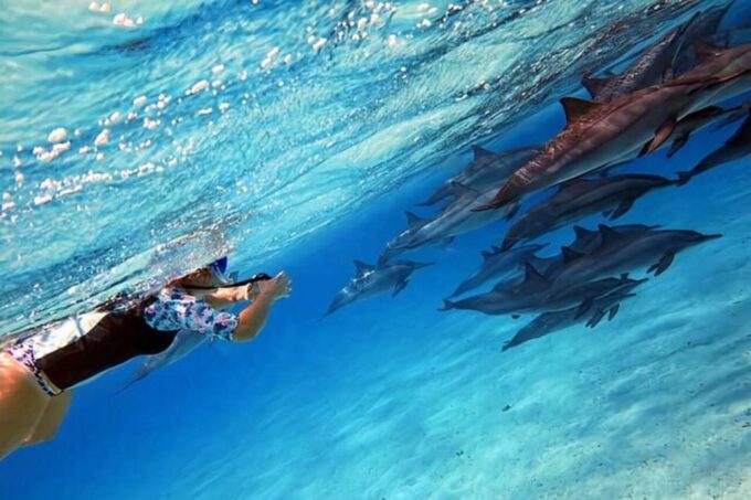 Makadi Bay: Dolphin Watching Boat Tour With Lunch & Drinks - The Sum Up