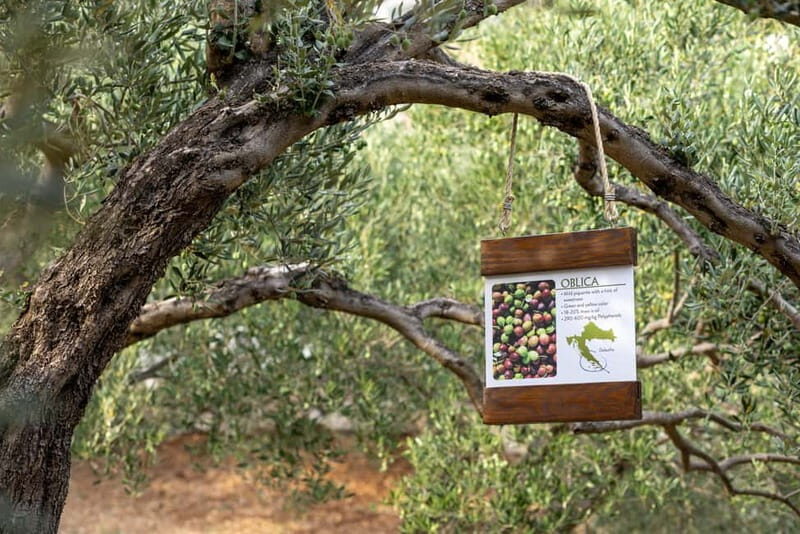 Makarska: City Tour & Olive Oil Tasting with a Tuk Tuk - Who Will Love This Tour?
