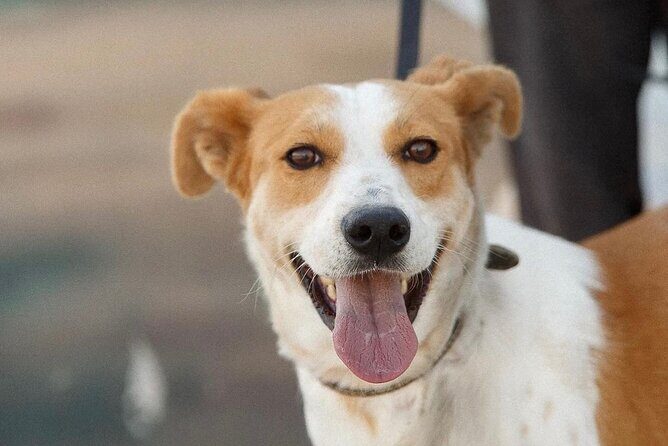 Make a dog's day and taste Greece in Skiathos - A Close Look at the Skiathos Experience