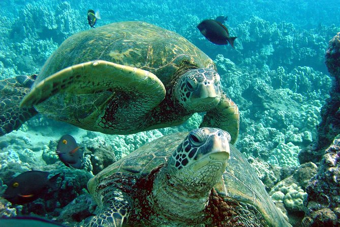 Makena Turtle Town Eco Adventure in Maui - Meeting Point Details