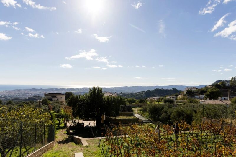 Malaga: Vineyard and Cellar Visit With 6 Top Wines and Tapas - Learning and Cultural Insights