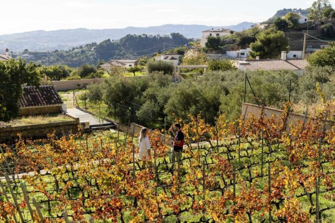 Malaga: Vineyard and Cellar Visit With 6 Top Wines and Tapas - Meeting Point and Convenience