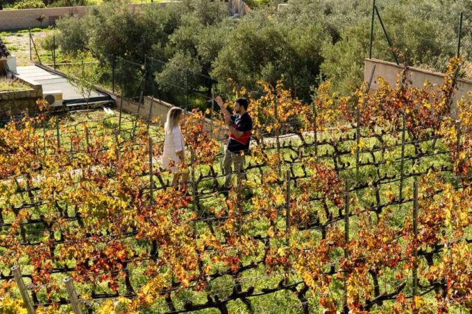 Malaga: Vineyard and Cellar Visit With 6 Top Wines and Tapas - Health and Safety Considerations