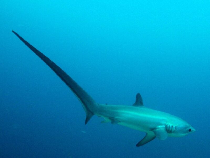 Malapascua: Advance Divers Shark Dive & Optional Transfer - Pricing and Booking Information