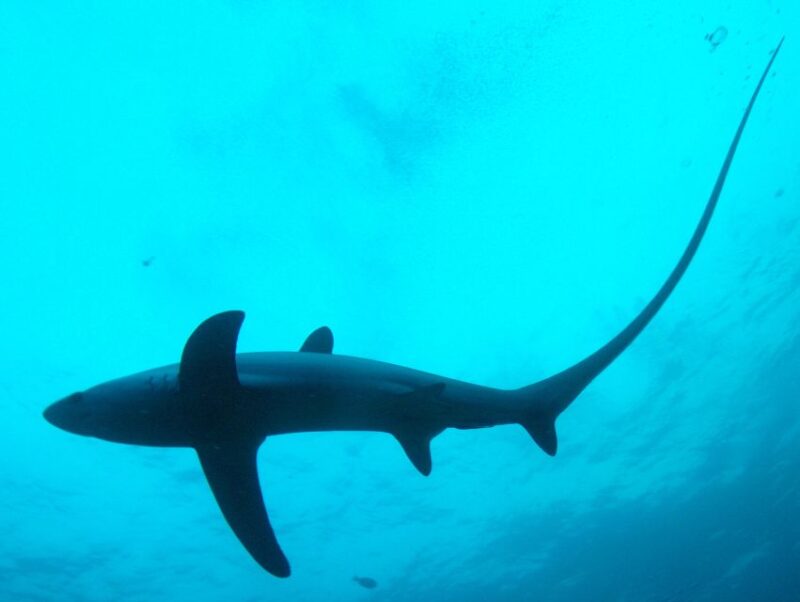 Malapascua: Advance Divers Shark Dive & Optional Transfer - Dive Requirements and Safety