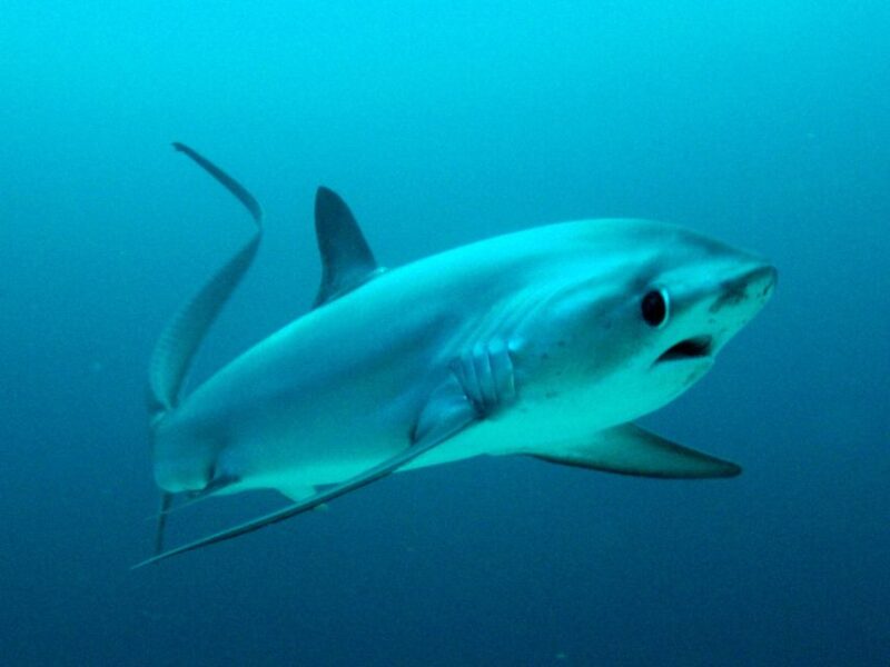 Malapascua: Advance Divers Shark Dive & Optional Transfer - Included Amenities and Equipment
