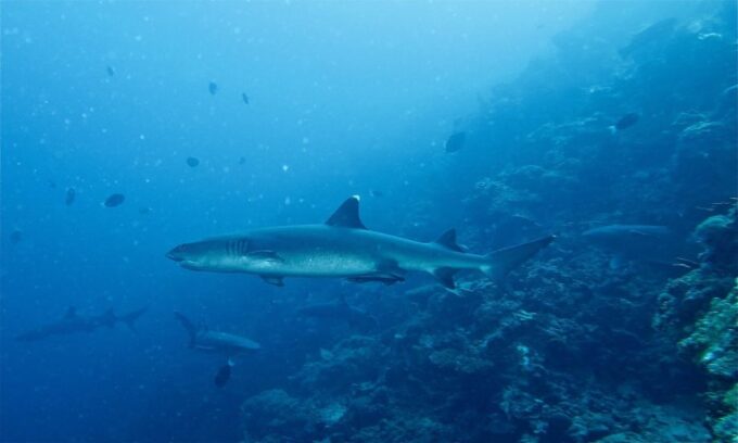 Malapascua: Advance Divers Shark Dive & Optional Transfer - Optional Transfer From Cebu/Mactan