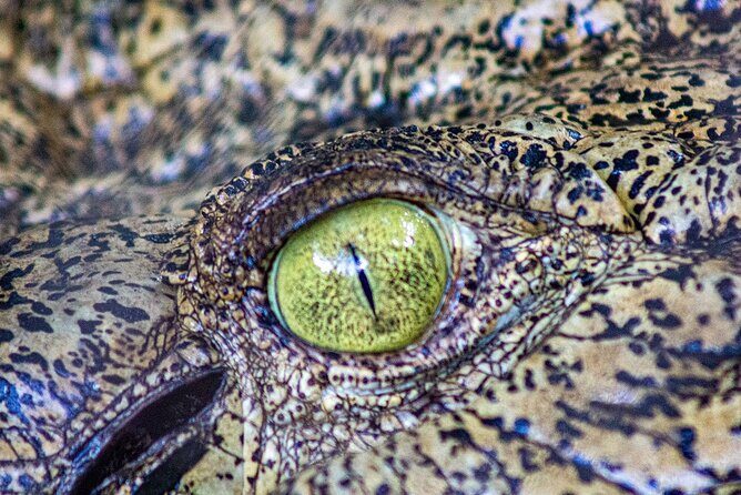 Malcolm Douglas Crocodile Park Tour Including Transportation - Duration and Timing