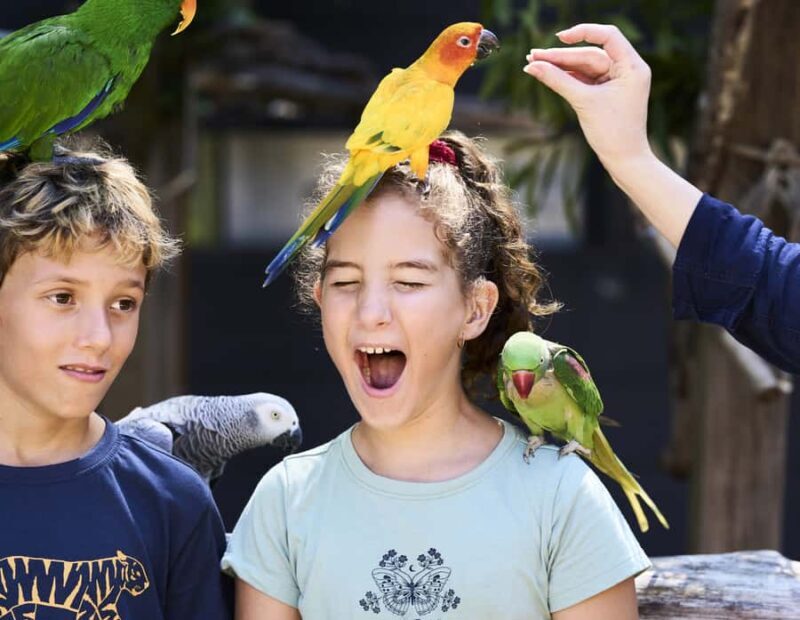 Maleny: Maleny Botanic Gardens & Bird World Entry Ticket - A Day at Maleny Botanic Gardens & Bird World: What to Expect