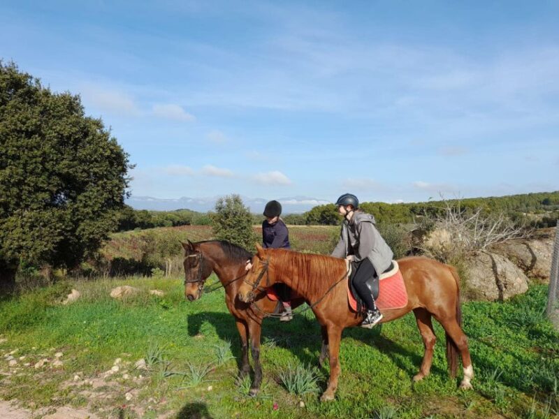 Mallorca: Activity With Horses, Antique Mallorca - Customer Reviews