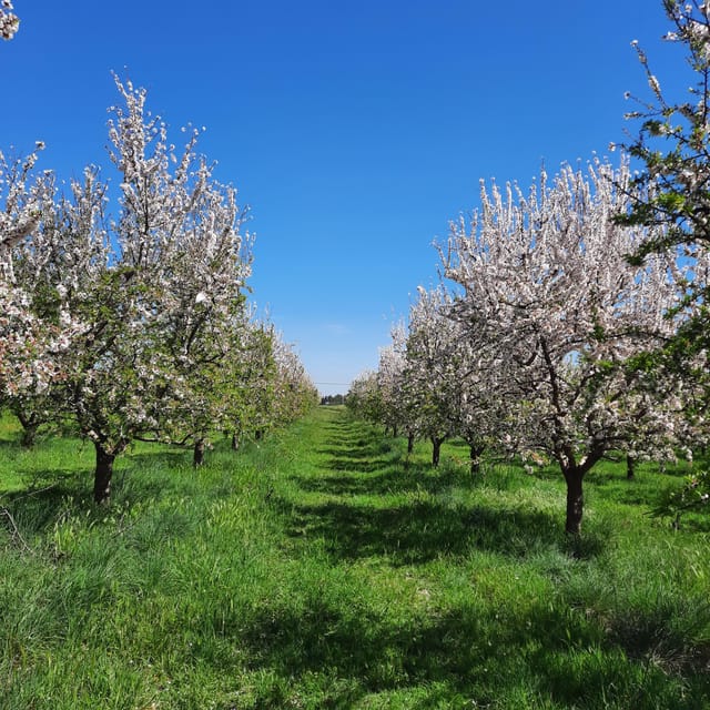 Mallorca: Almond Blossom Minivan Tour With Tasting - GERMAN - Key Points
