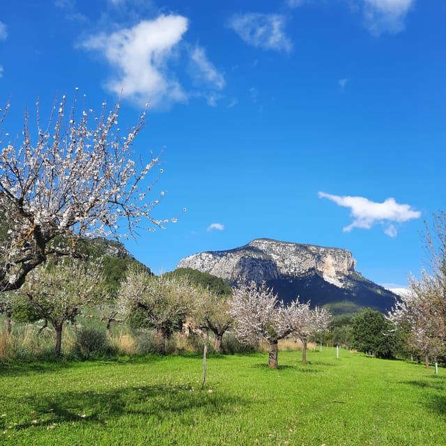 Mallorca: Almond Blossom Minivan Tour With Tasting - GERMAN - Itinerary Highlights