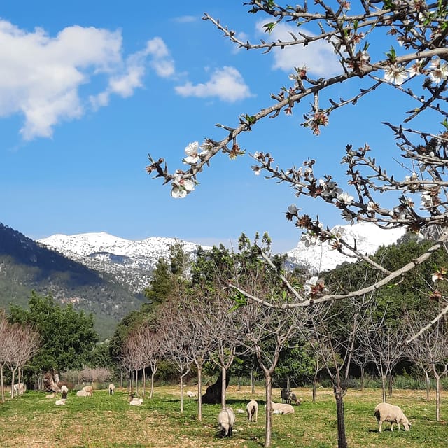 Mallorca: Almond Blossom Minivan Tour With Tasting - GERMAN - Discover Mallorcas Almond Blossoms