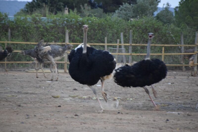 Mallorca: Artestruz - Ostrich Farm Ticket Entrance - Good To Know