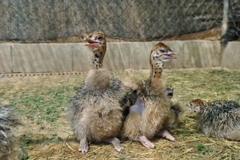 Mallorca: Artestruz - Ostrich Farm Ticket Entrance - Farm Experience Overview