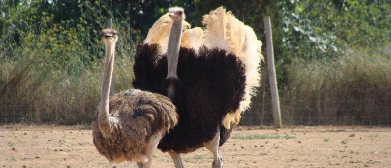 Mallorca: Artestruz - Ostrich Farm Ticket Entrance - Educational Opportunities