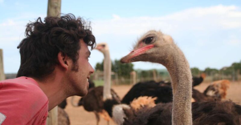 Mallorca: Artestruz - Ostrich Farm Ticket Entrance - Additional Offerings