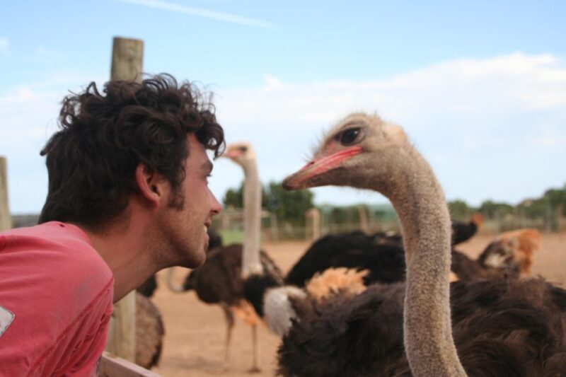 Mallorca: Artestruz - Ostrich Farm Ticket Entrance - Booking and Cancellation