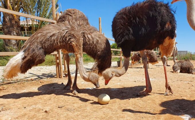 Mallorca: Artestruz - Ostrich Farm Ticket Entrance - Frequently Asked Questions