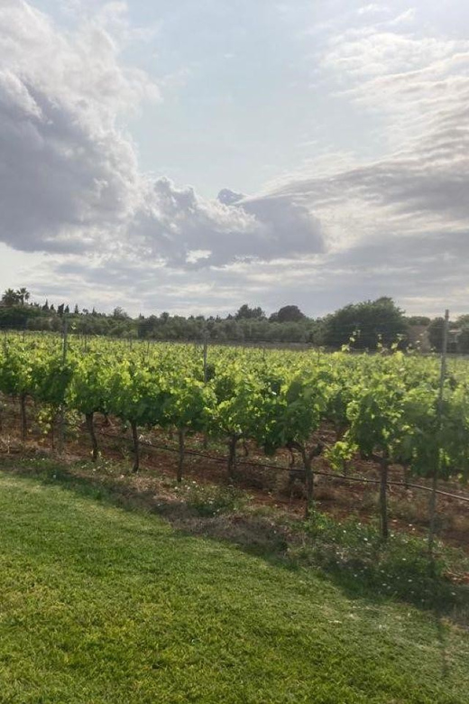 Mallorca: Bodega Butxet Vineyards & Winery Tour With Tasting - Customer Reviews and Feedback