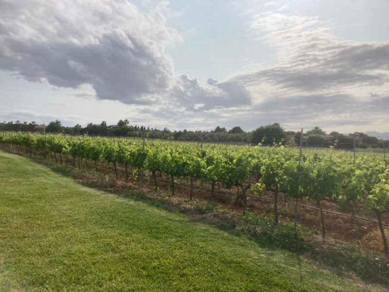 Mallorca: Bodega Butxet Vineyards & Winery Tour With Tasting - Winery Tour Duration