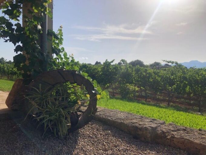 Mallorca: Bodega Butxet Vineyards & Winery Tour With Tasting - Multilingual Guide Options