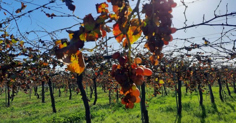 Mallorca: Bodega & Olives Minibus Tour With Tastings GERMAN - Pickup and Drop-off Locations
