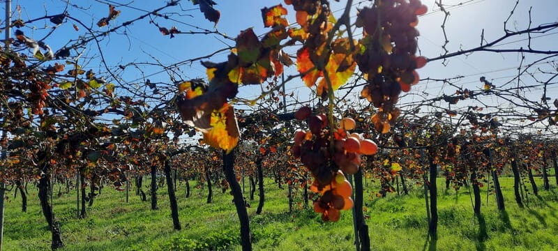 Mallorca: Bodega & Olives Minibustour with wine/oil tasting - A Detailed Look at the Mallorca Bodega & Olives Tour