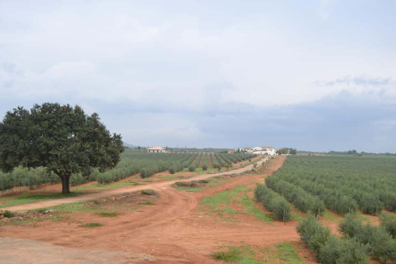Mallorca: Bodega & Olives Minibustour with wine/oil tasting - Final Thoughts