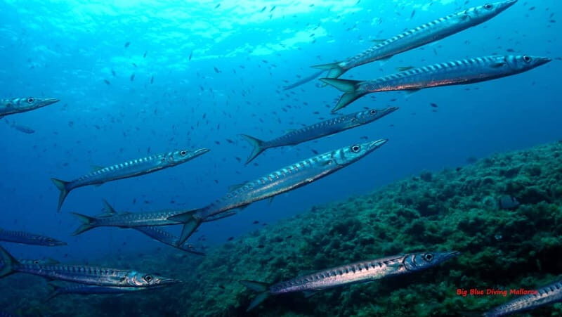 Mallorca: Discover Scuba Diving from the boat - Key Points