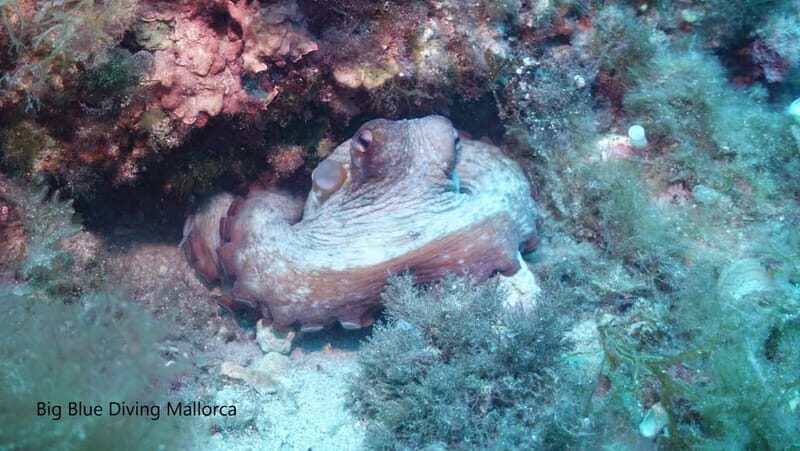 Mallorca: Discover Scuba Diving from the boat - What Do You Need to Bring?