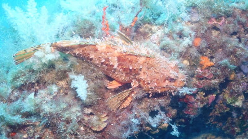 Mallorca: Discover Scuba Diving from the boat - Who Is This Tour For?
