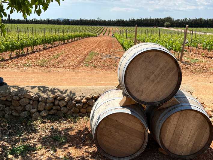 Mallorca: Discover the Secret Treasures of the Local Wine - Key Points