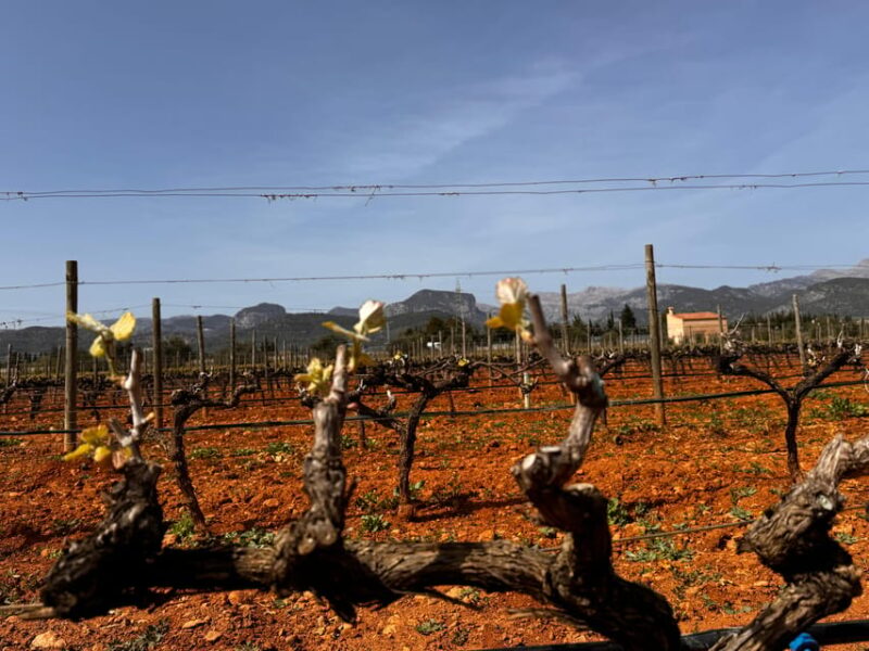 Mallorca: Discover the Secret Treasures of the Local Wine - Savoring Gourmet Mallorcan Cuisine