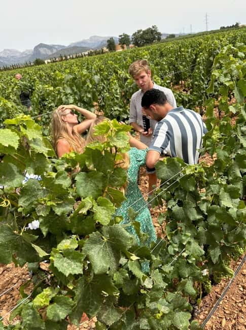 Mallorca: Exclusive wine tour with breakfast, wine tasting, and paella - Key Points