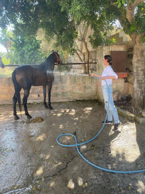 Mallorca: , Mallorcan Sunset, Horseback Riding, With Drinks - Key Points