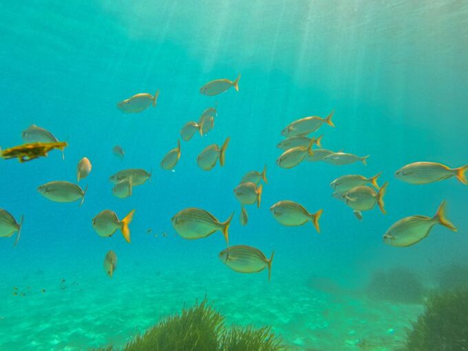 Mallorca: Private Beginner Scuba Dive With Photos and Video - Frequently Asked Questions