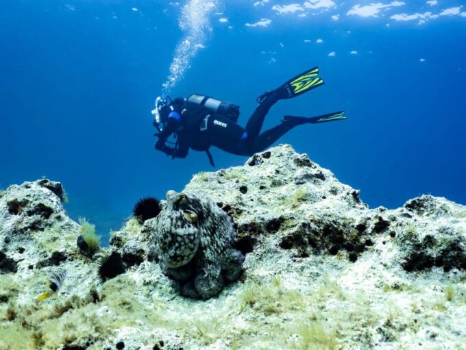 Mallorca: Scuba Diving - a Dive From the Boat (For Certified Divers) - Important Considerations for Participants