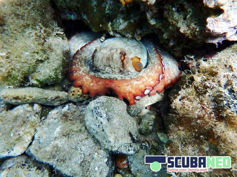 Mallorca: Snorkeling tour with instructor from a boat in a hidden bay - Frequently Asked Questions
